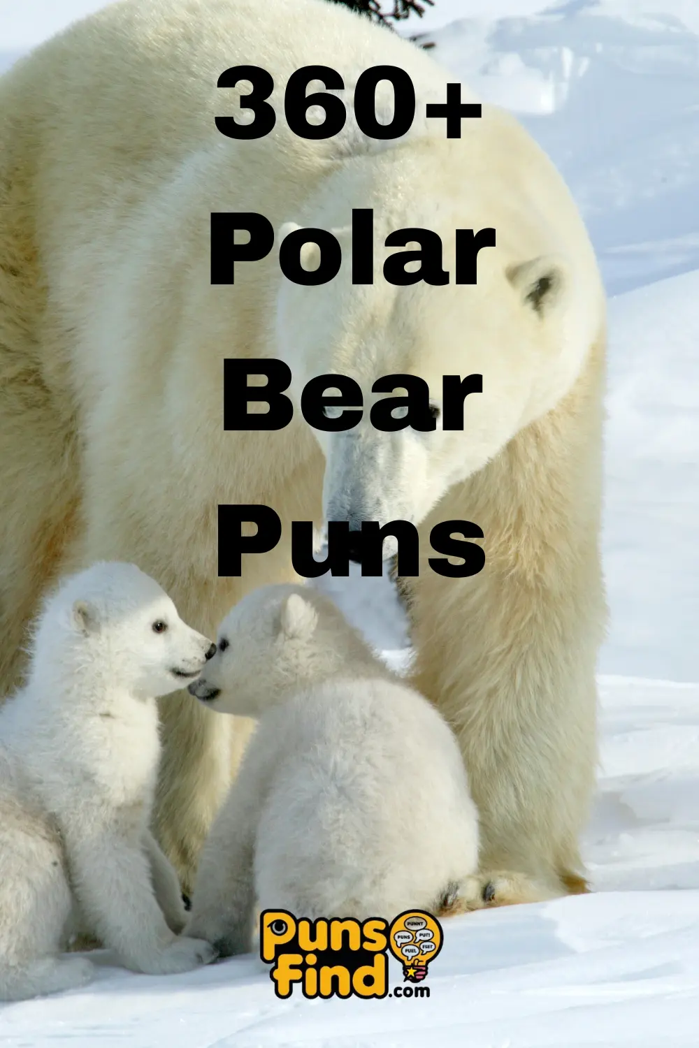 polar-bear-puns