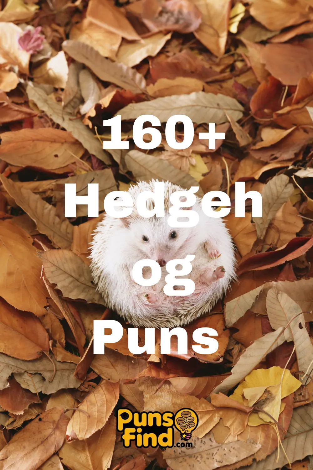 Hedgehog- Puns